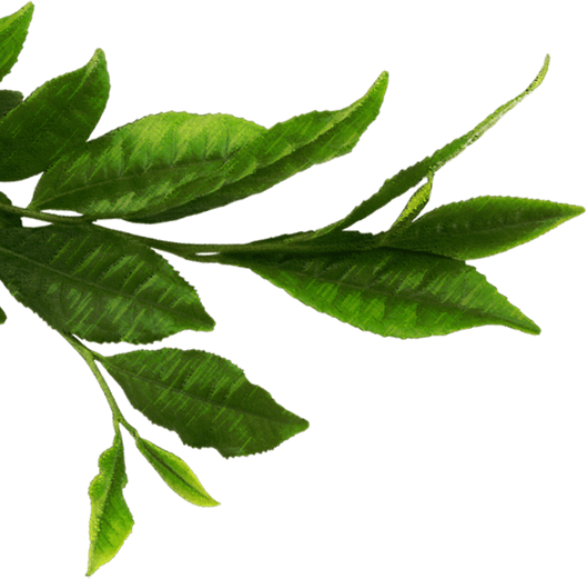 Tea Leaves Green Free HD Image PNG Image