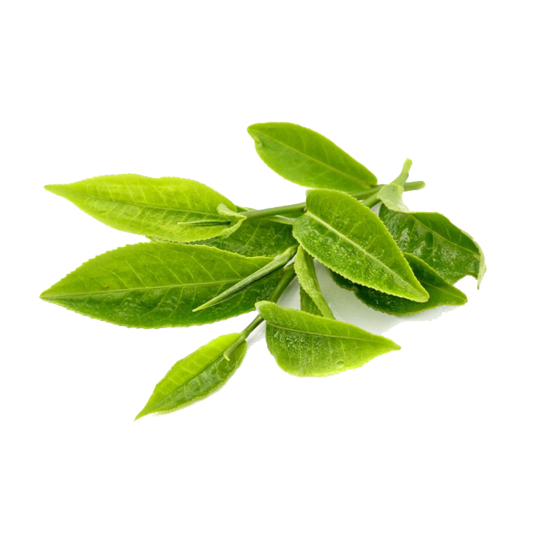 Tea Leaves Green PNG Download Free PNG Image