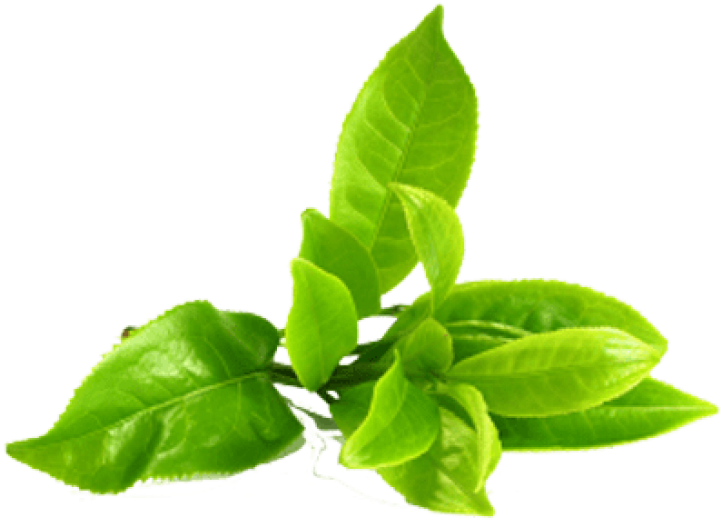 Tea Leaves Green Stem Free Photo PNG Image