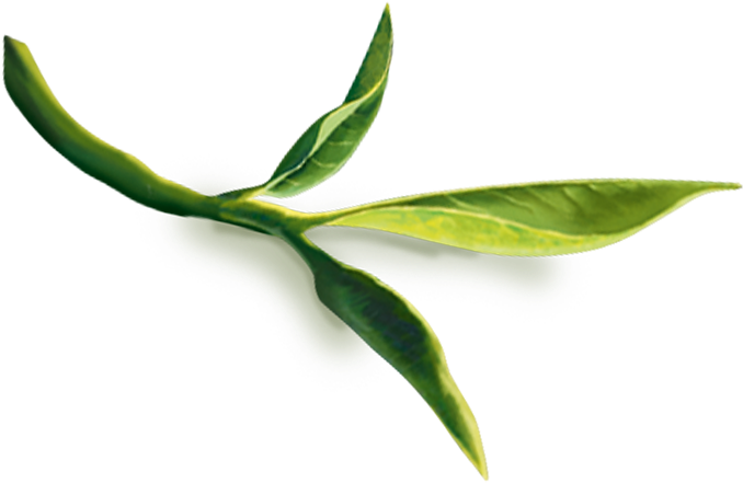 Tea Leaves Green Stem Download HD PNG Image