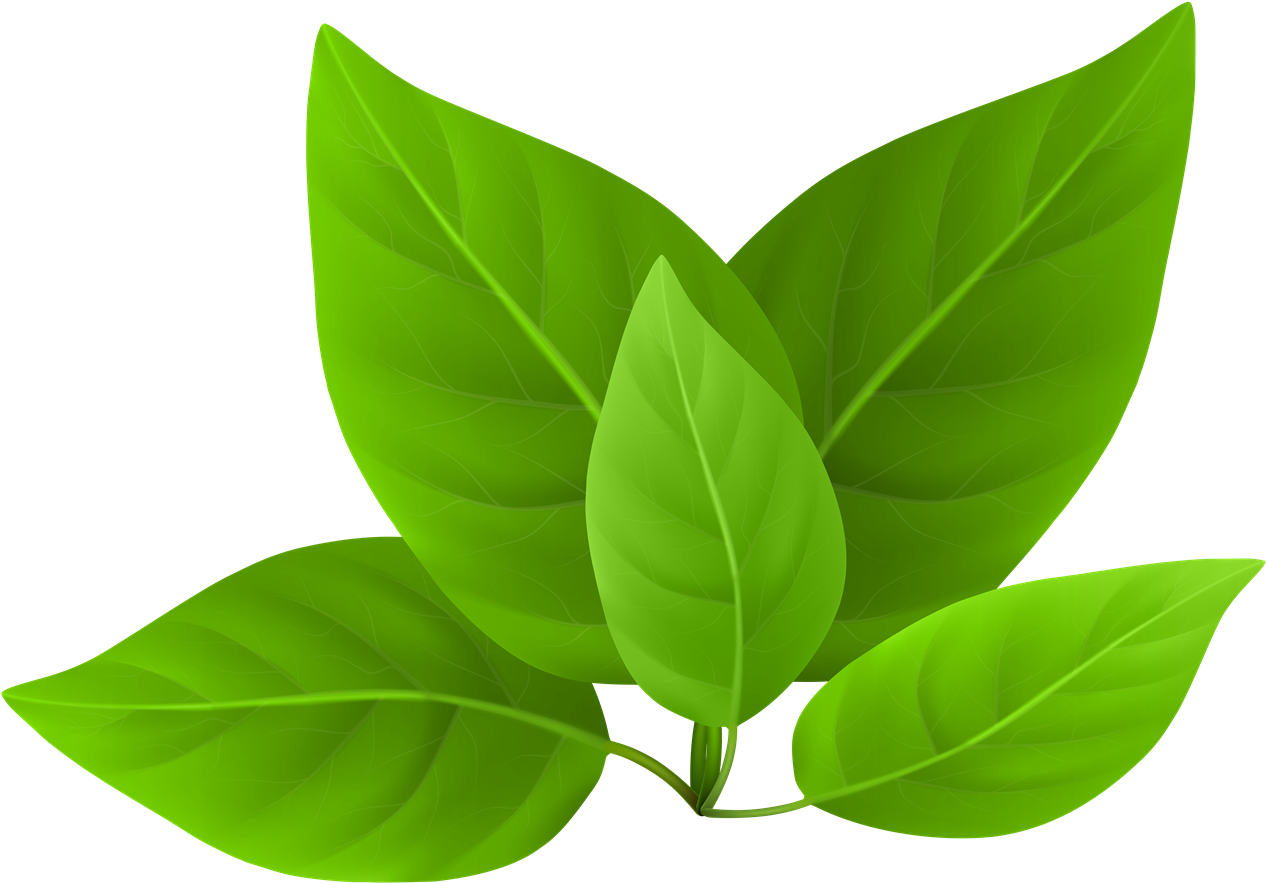 Tea Leaves Green Stem Download HD PNG Image