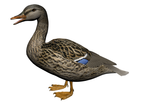 Duck Png 8 PNG Image