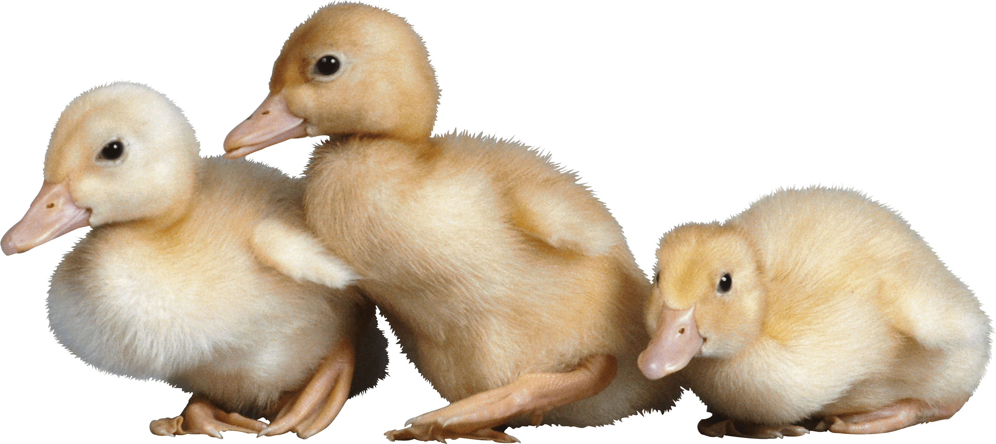 Duck Png Image Transparent PNG Image