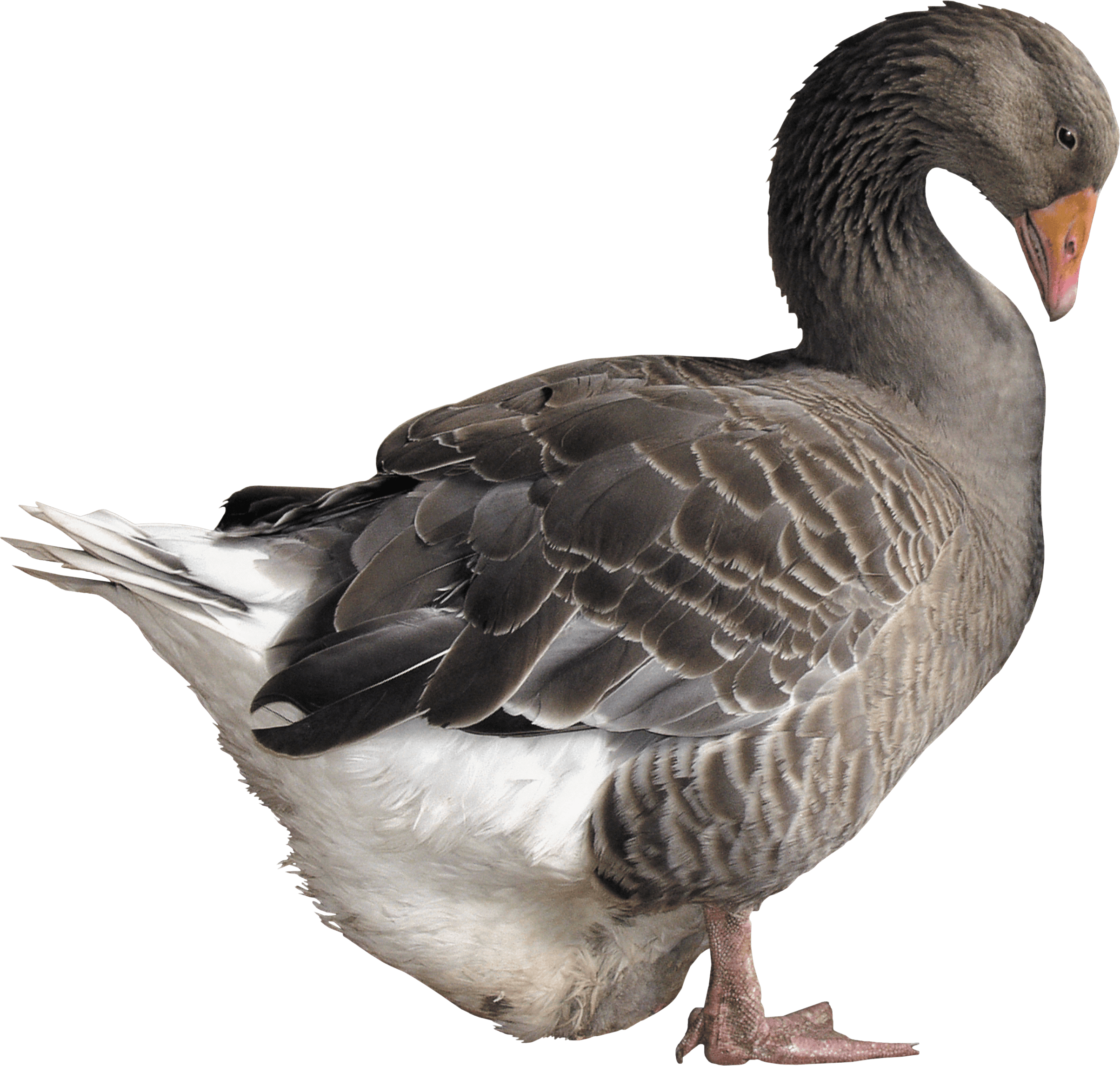 Goose Png Image Transparent PNG Image