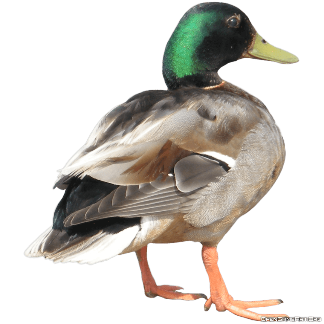 Download Duck Png Image HQ PNG Image | FreePNGImg