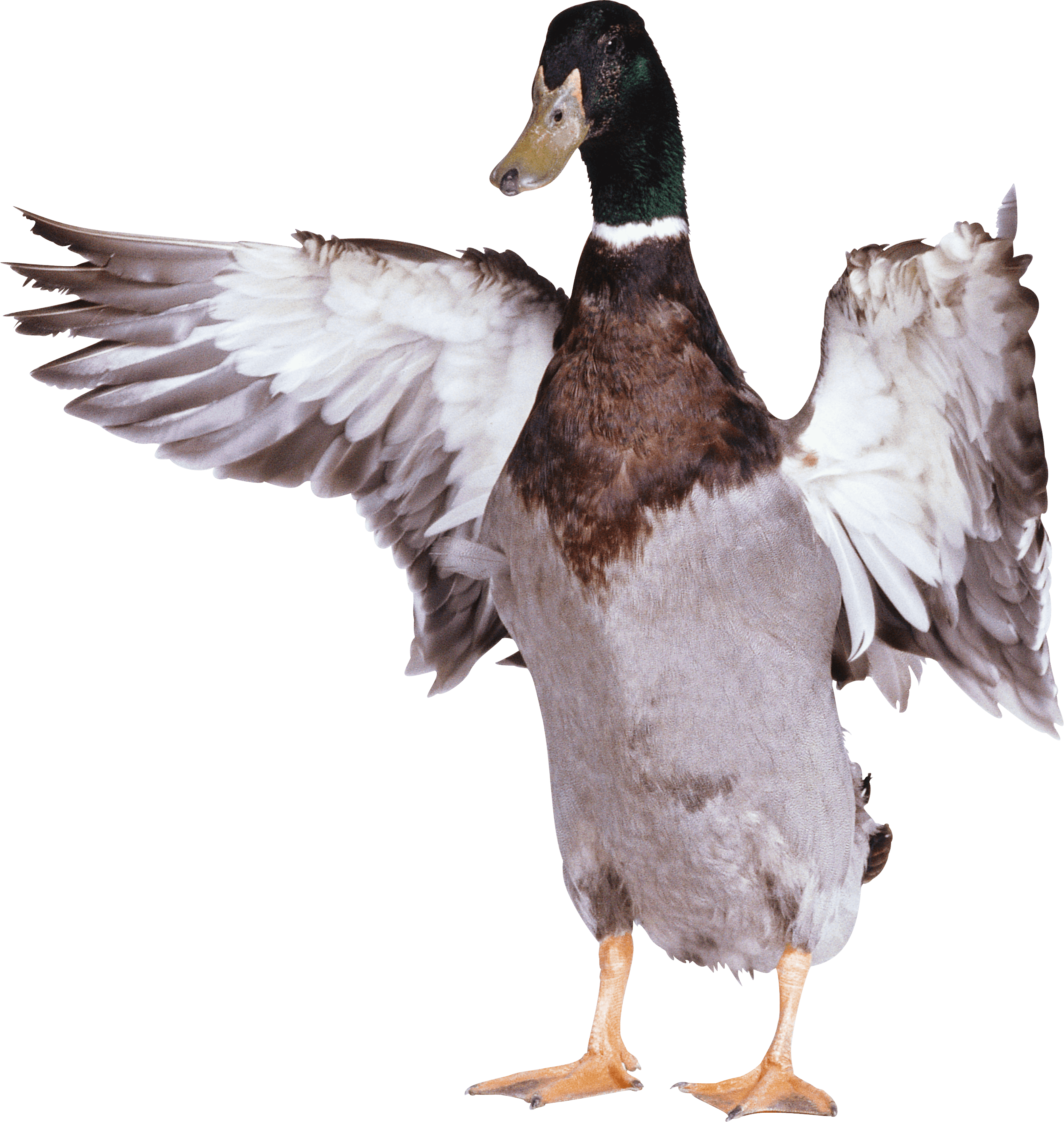 Duck Png Image Transparent PNG Image