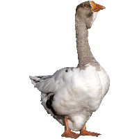 Download Duck Free PNG photo images and clipart | FreePNGImg