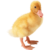 Little Duck Png Image
