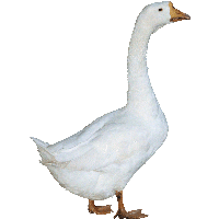 Duck Png Image