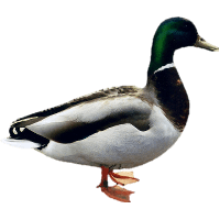 Duck Png Image