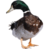 Download Duck Free PNG photo images and clipart | FreePNGImg