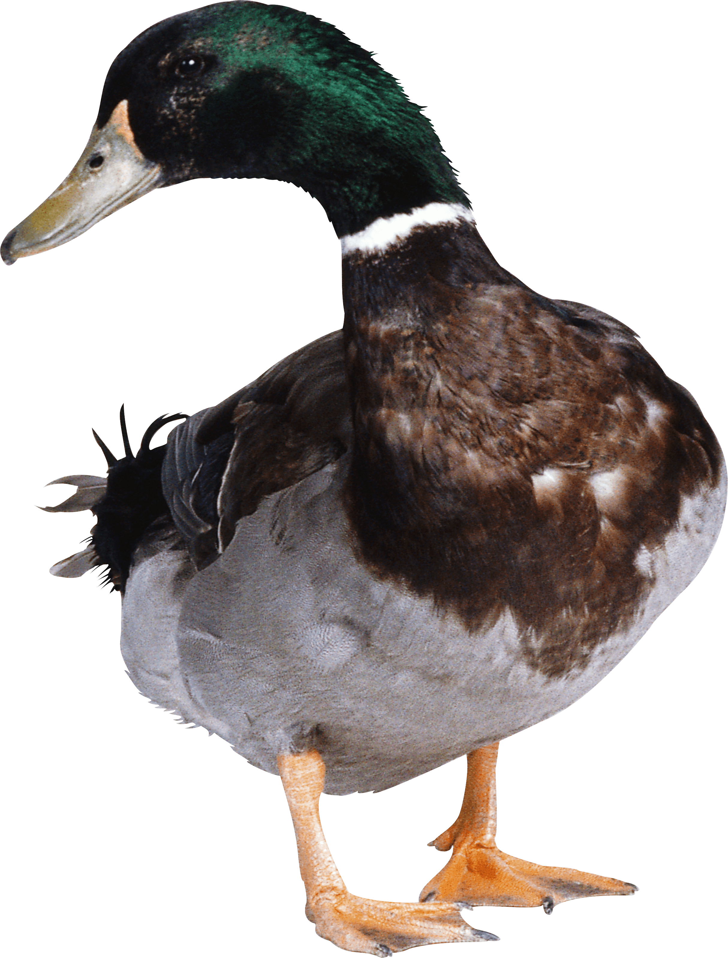 duck duck download