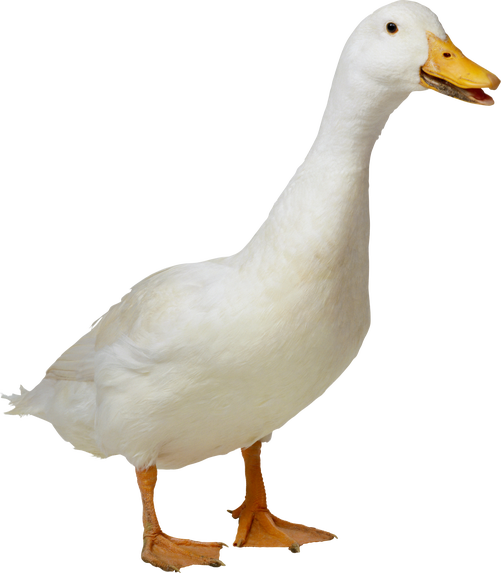 Duck Png 9 Transparent HQ PNG Download | FreePNGimg