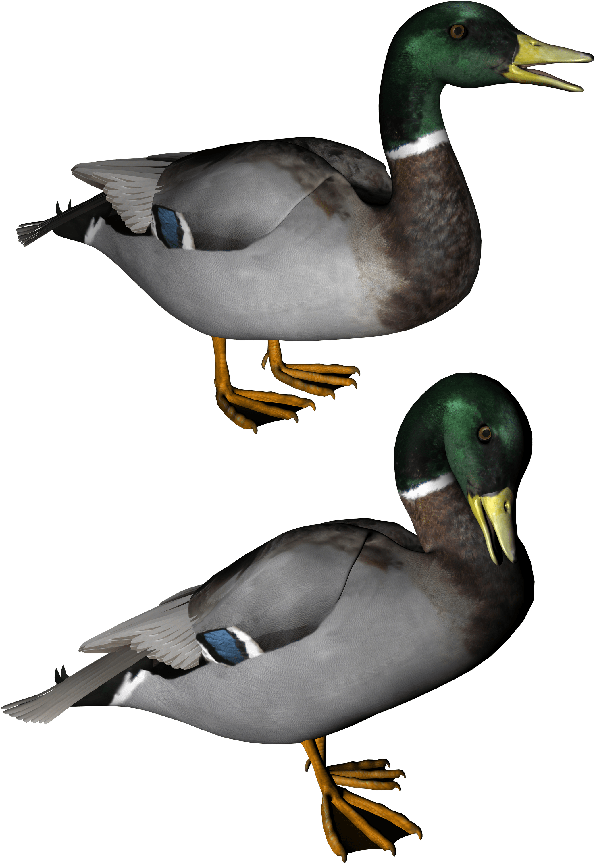 Duck Png Image Transparent PNG Image