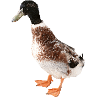 Duck Png Image