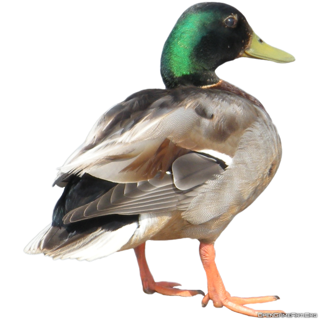 Duck File PNG Image