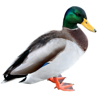 Download Duck Free PNG photo images and clipart | FreePNGImg