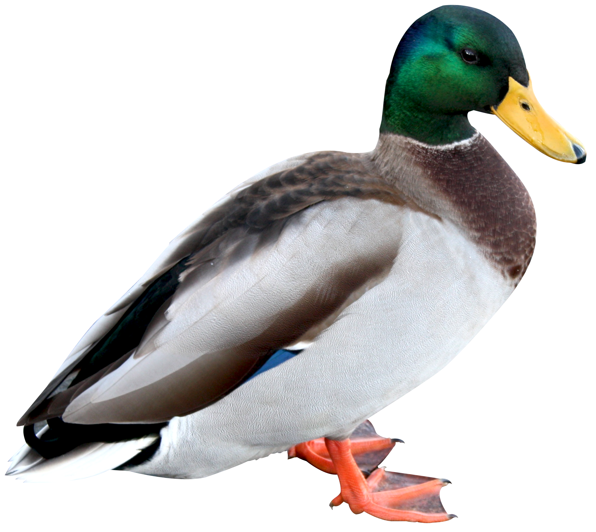 Duck Hd PNG Image