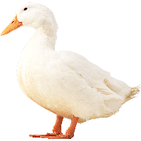 Download Duck Free PNG photo images and clipart | FreePNGImg