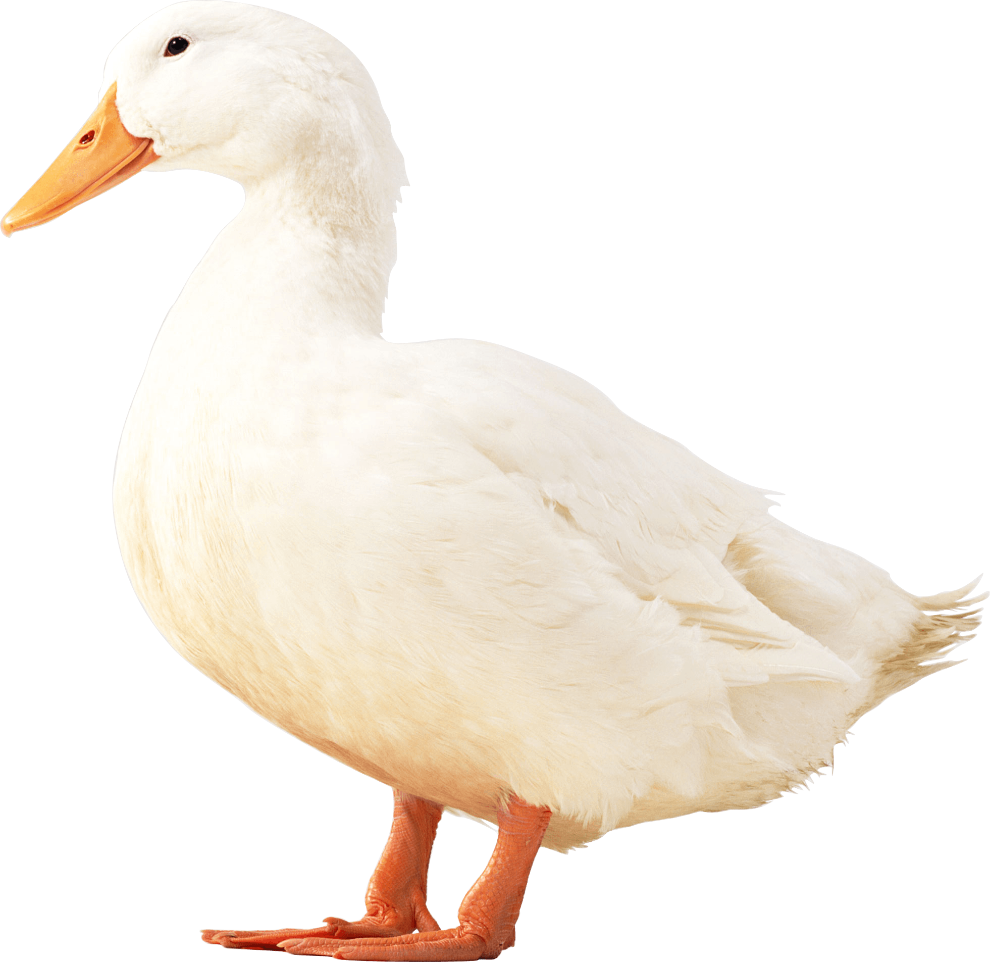 White Duck Png Image PNG Image