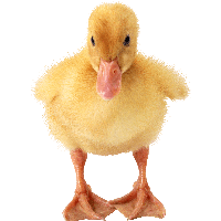 Little Duck Png Image