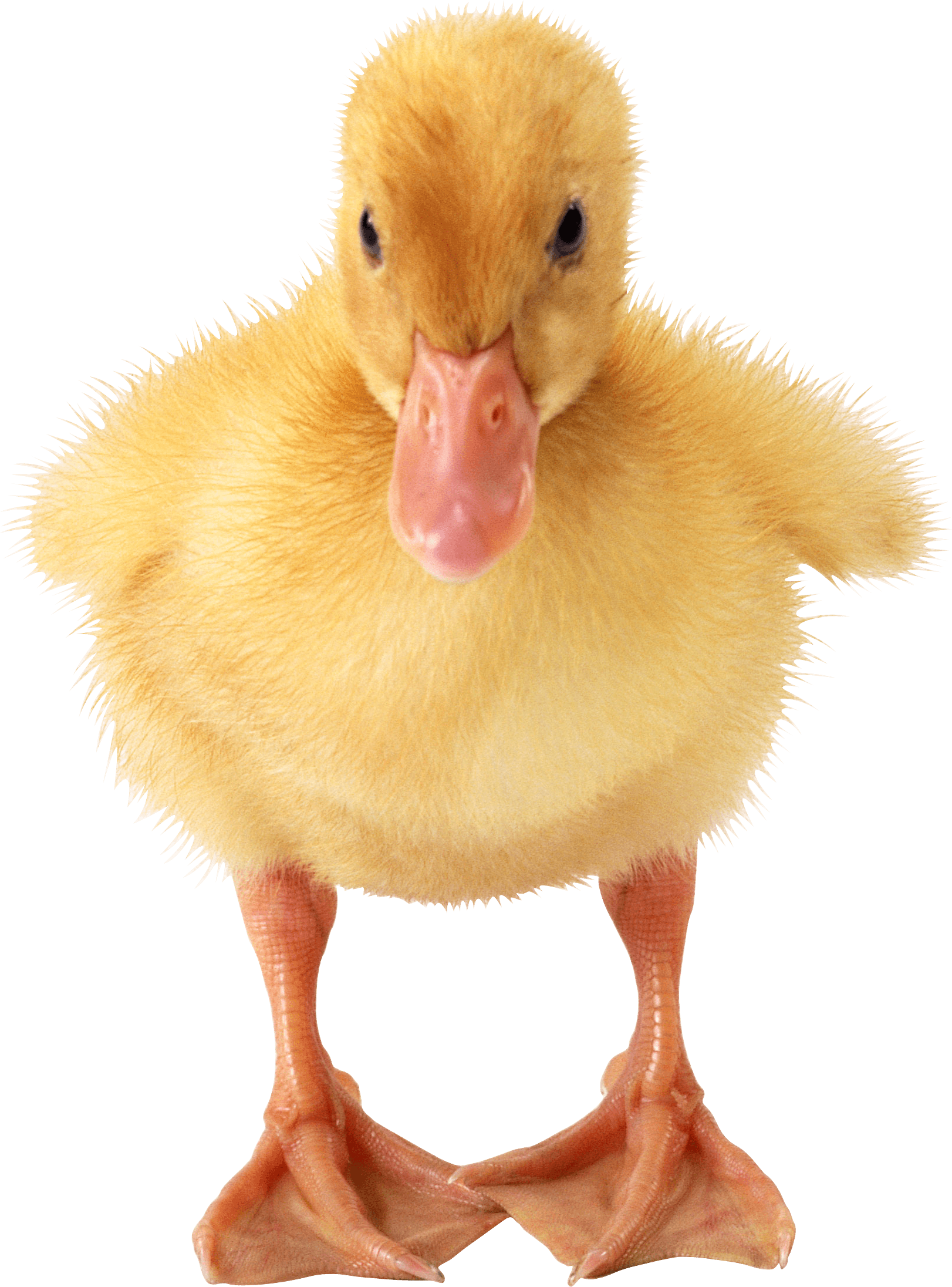 Little Duck Png Image PNG Image