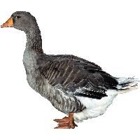 Duck Png Image