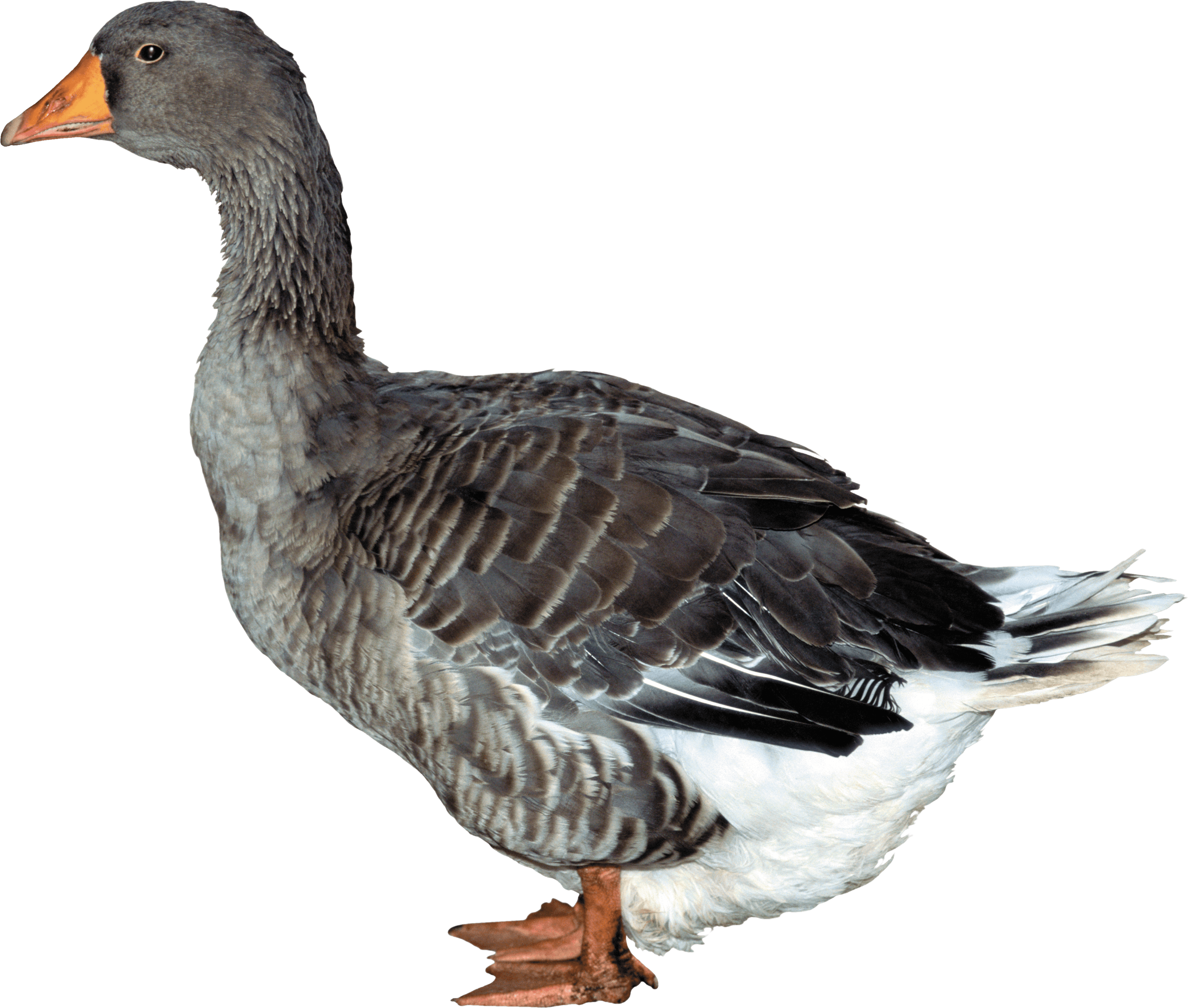 Duck Png Image Transparent PNG Image