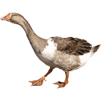Duck Png Image