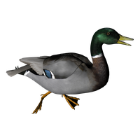 Duck Transparent PNG
