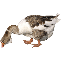 Goose Png Image