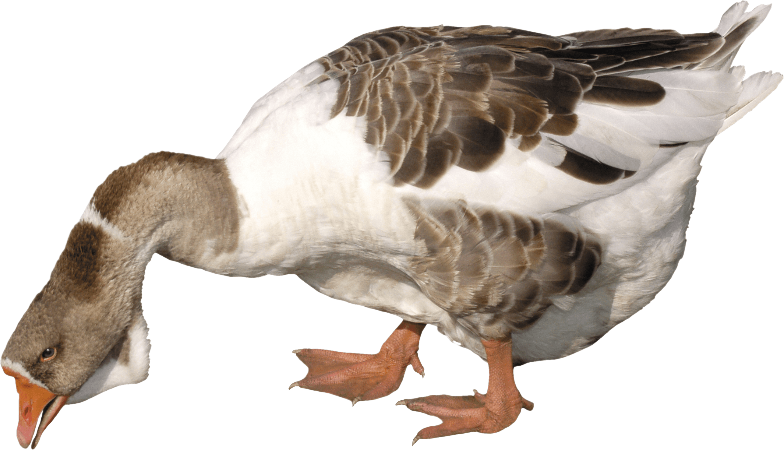Goose Png Image PNG Image