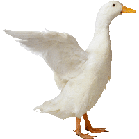 Duck PNG