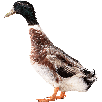 Duck Png Image