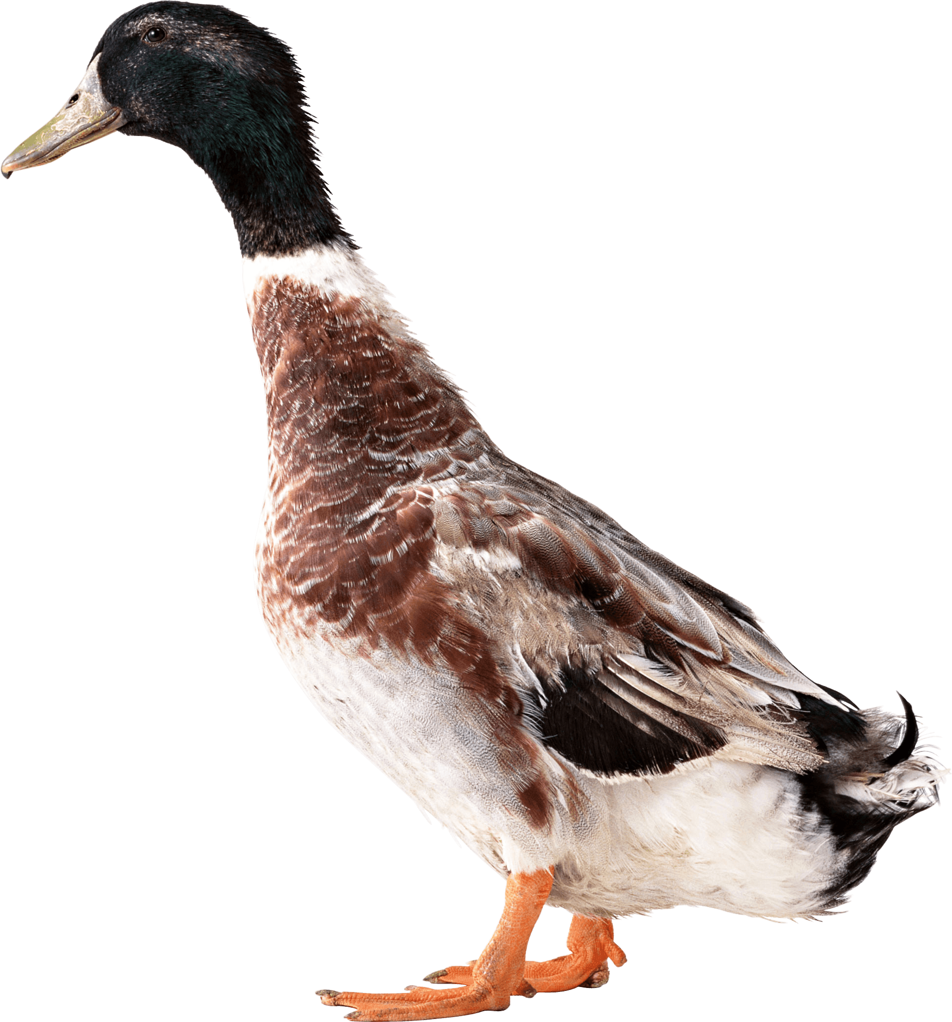 Png Transparent Duck Png Image Purepng Free Transpare Vrogue Co