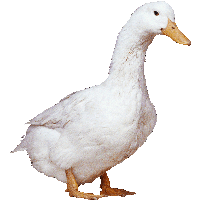 White Duck Png Image