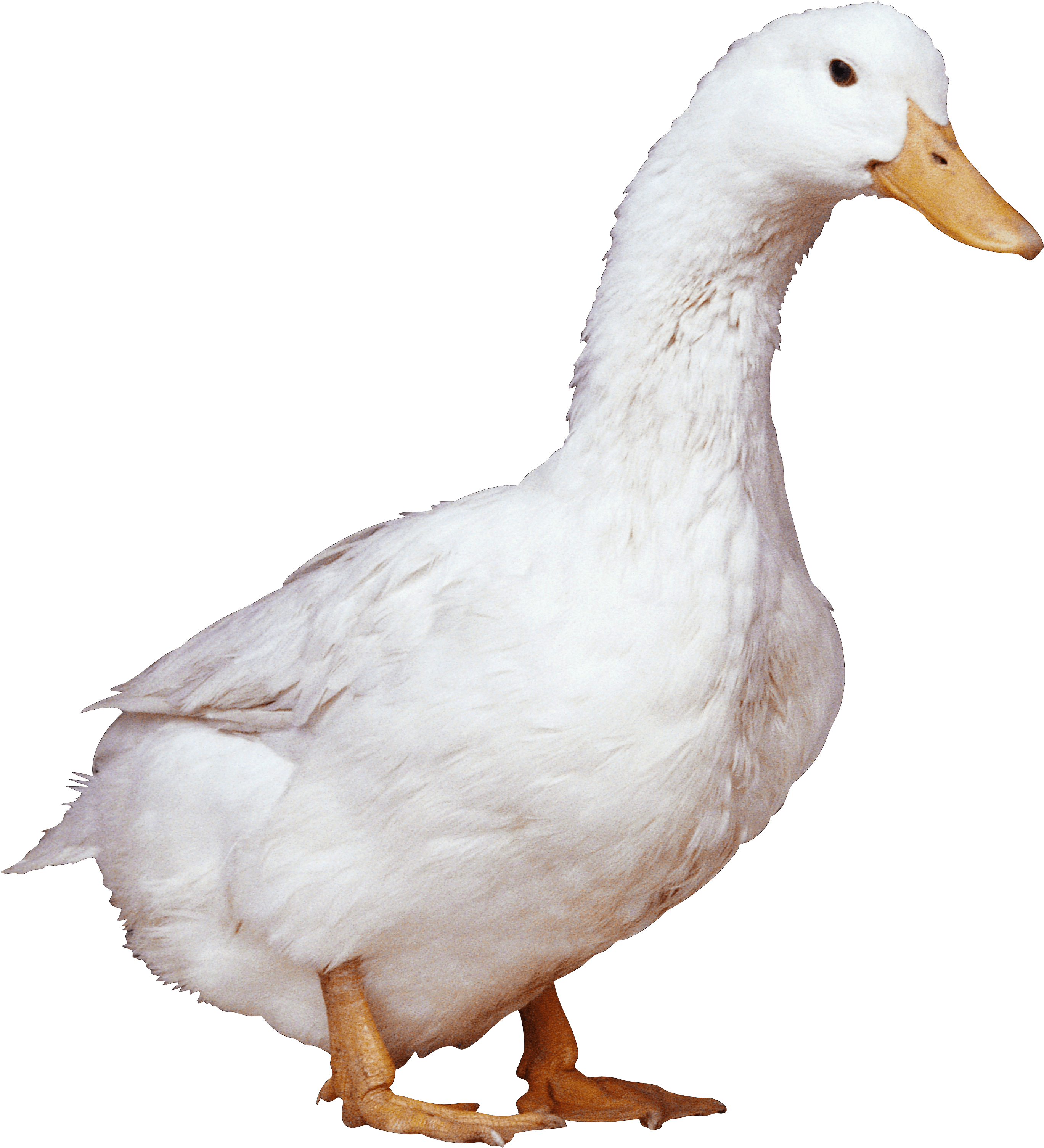 White Duck Png Image PNG Image
