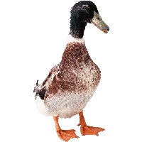Duck Png Image