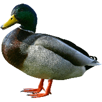 Duck Png Image