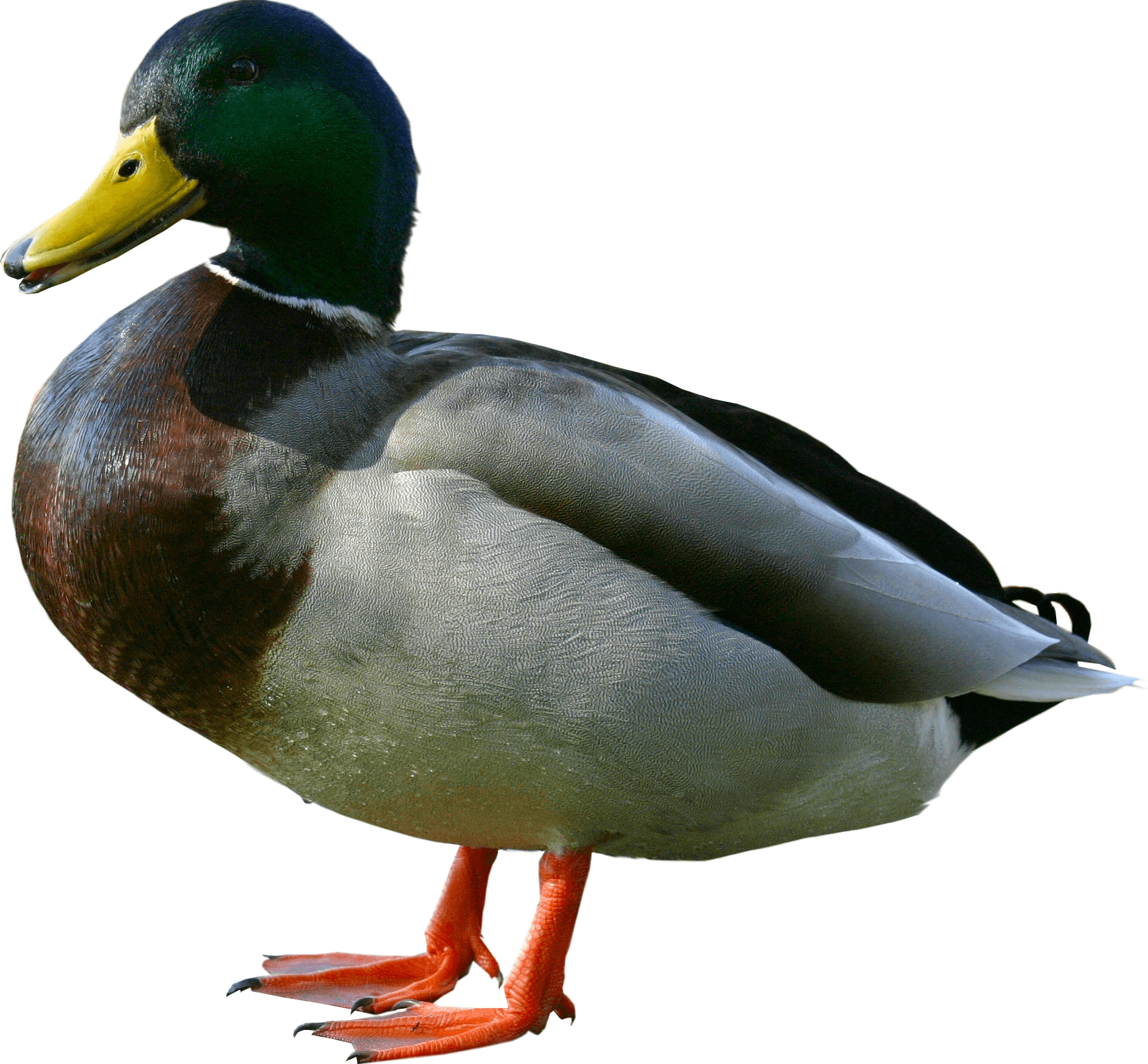 Download Duck Png Image HQ PNG Image FreePNGImg