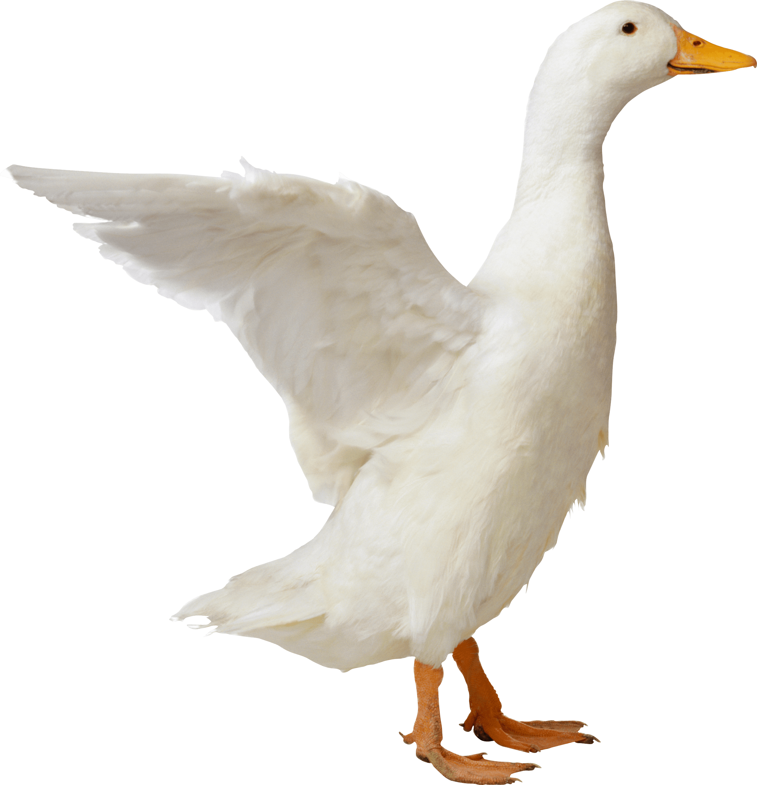 Duck Png Image PNG Image