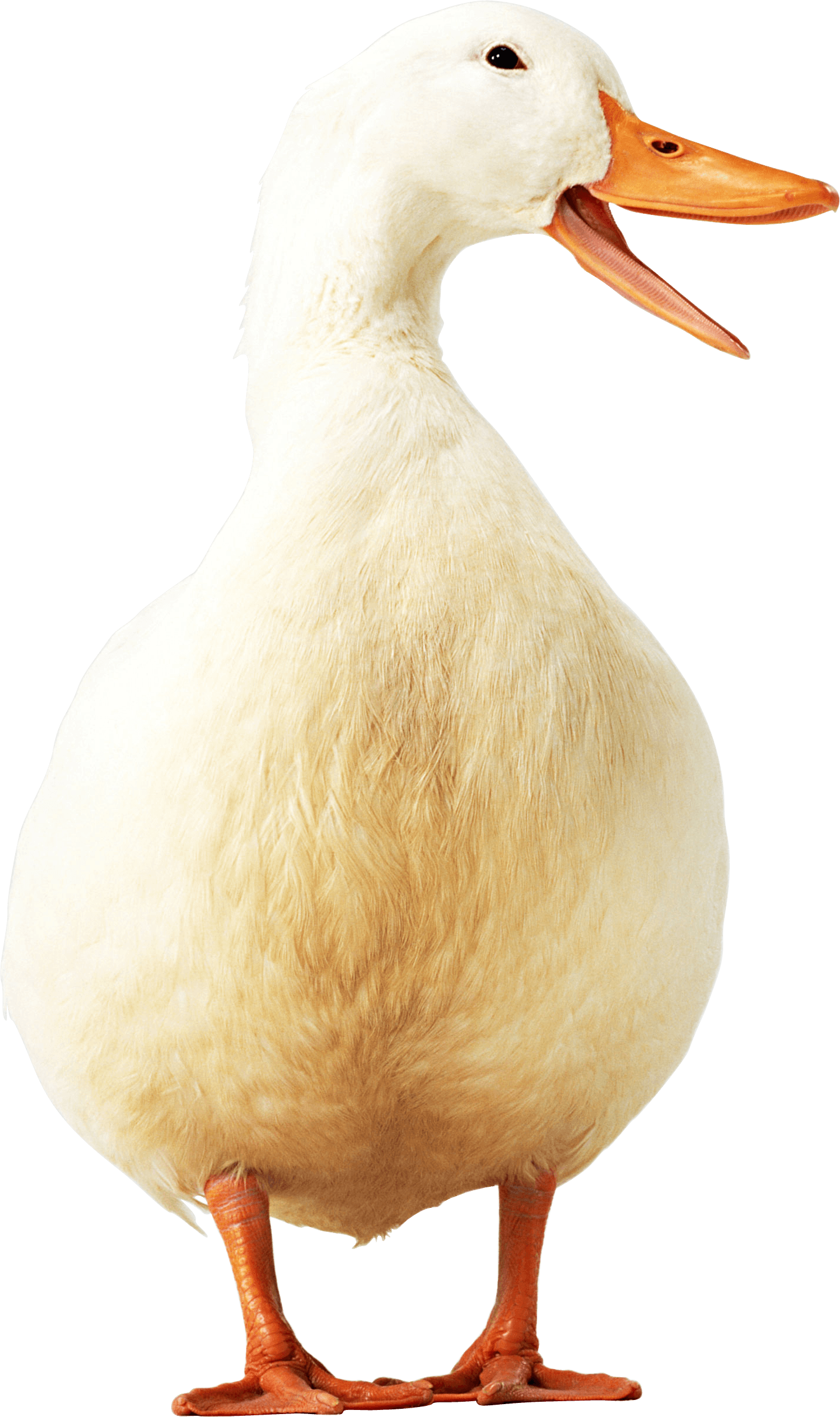 Download Duck Png Image HQ PNG Image FreePNGImg