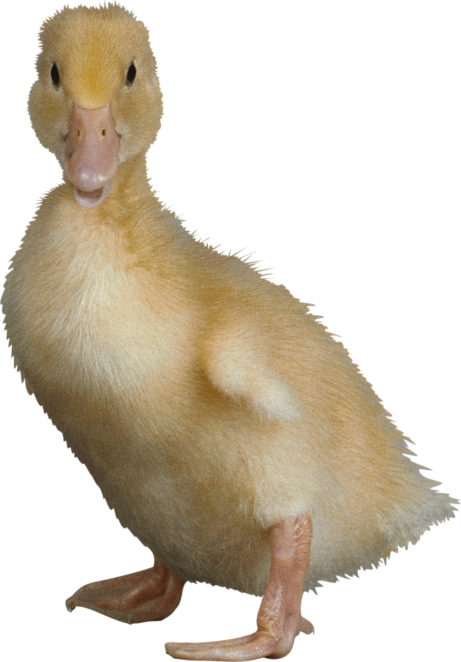 Duck Png Image PNG Image