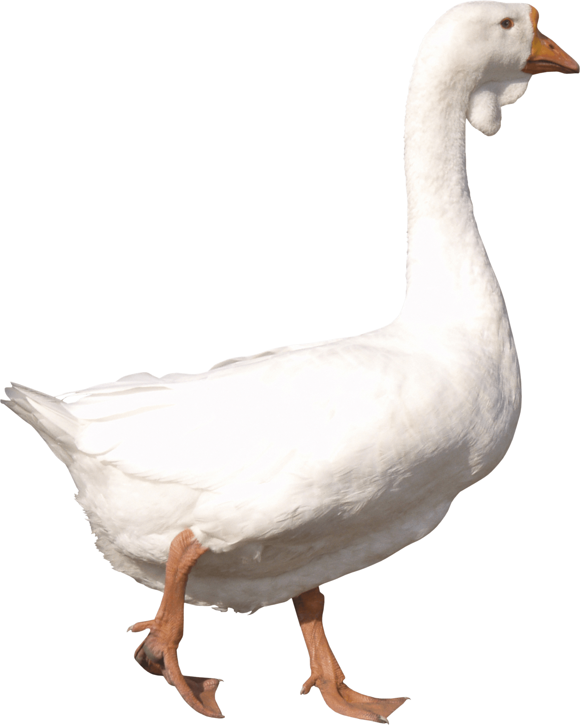 Goose Png Image PNG Image