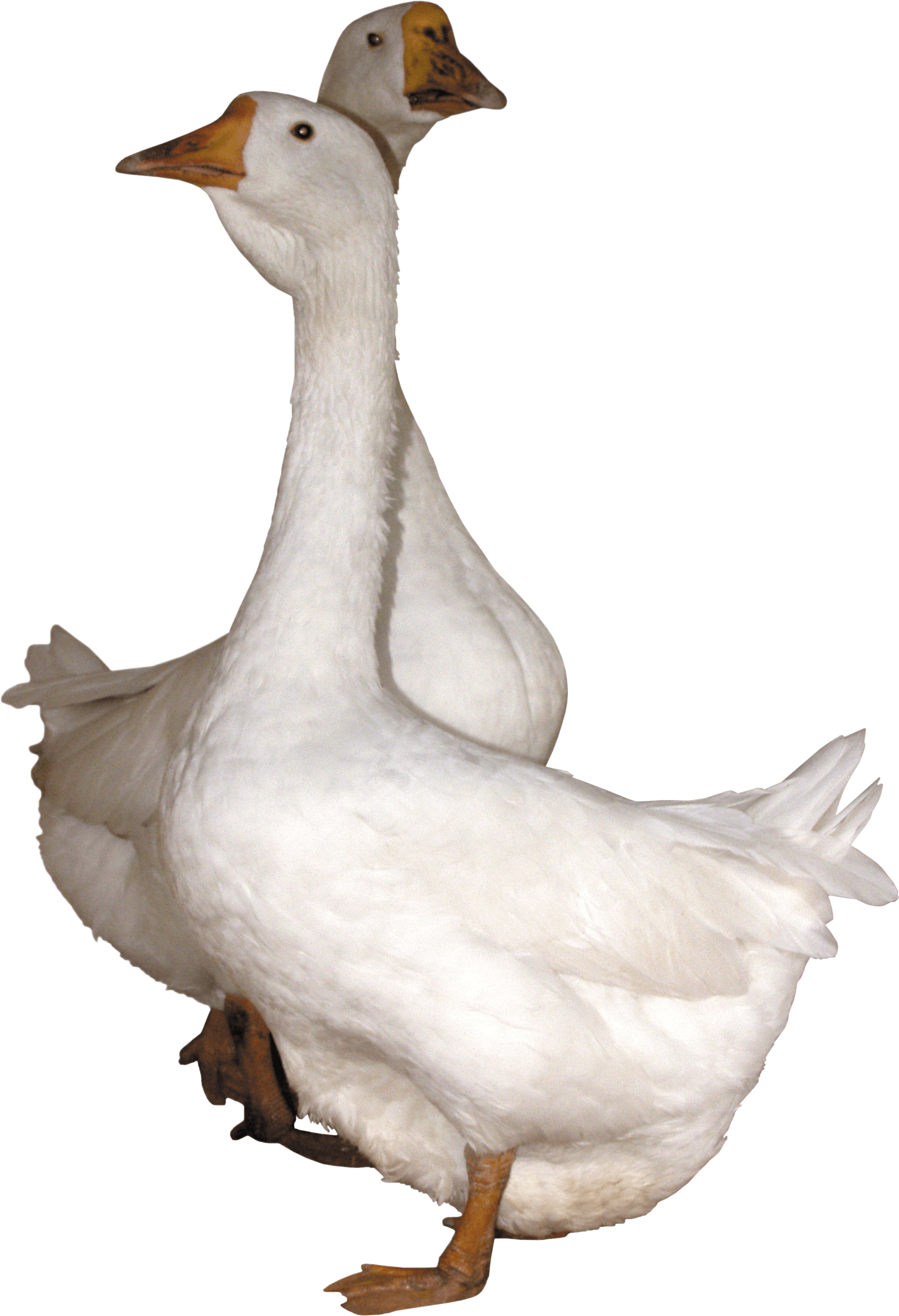 Goose Png Image PNG Image