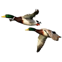 Duck Free Download