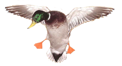 Duck Image PNG Image