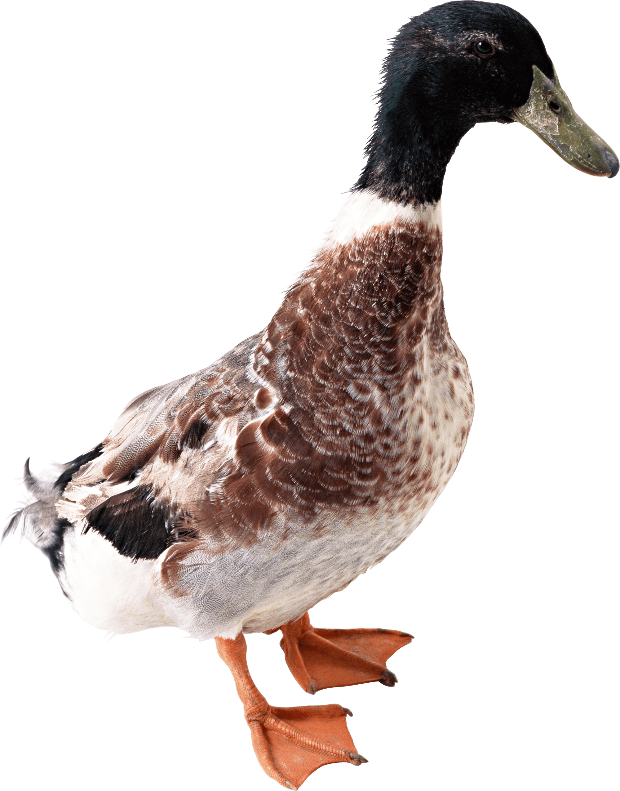 Duck Png Image PNG Image
