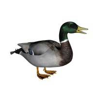 Download Duck Free PNG photo images and clipart | FreePNGImg