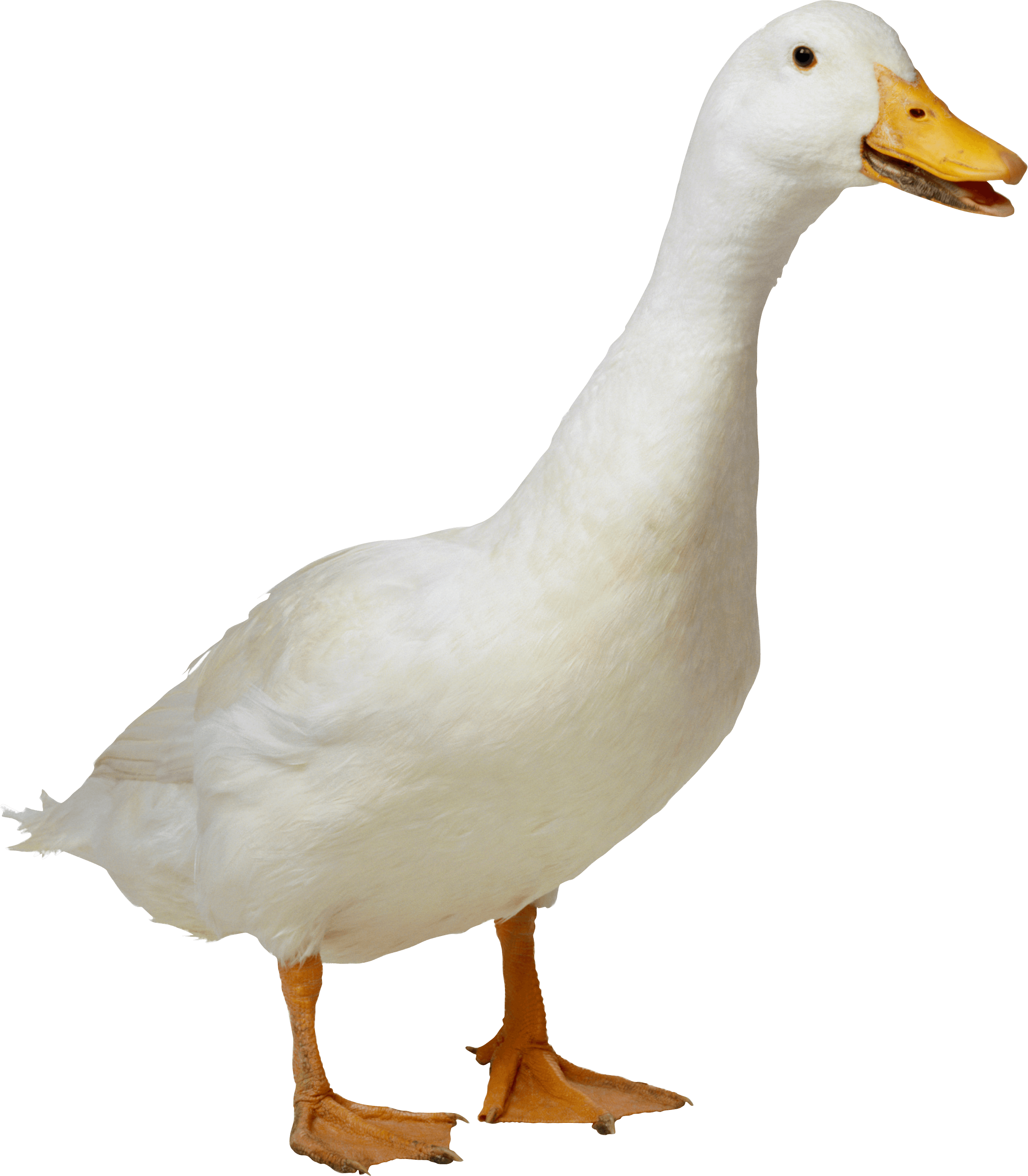 White Duck Png Image PNG Image